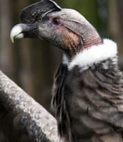 condor1